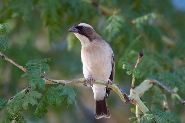 White-browed Sparrow Weaver