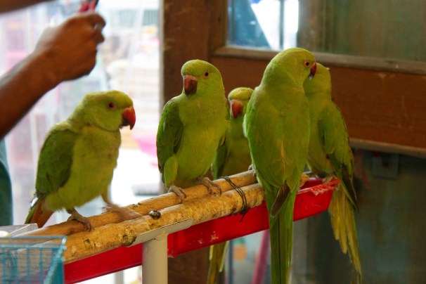 Parakeets