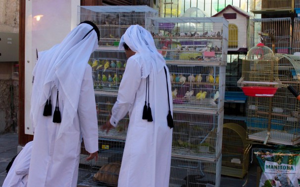 men shopping parakeets