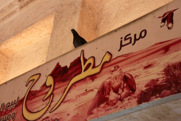 Pigeon roosting over a sign picturing a falcon